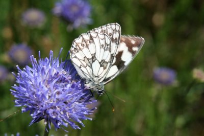 Montregard, papillon (c) Yves Traynard 2008