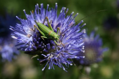 Montregard, insecte (c) Yves Traynard 2008