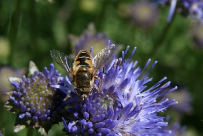 Montregard, abeille (c) Yves Traynard 2008