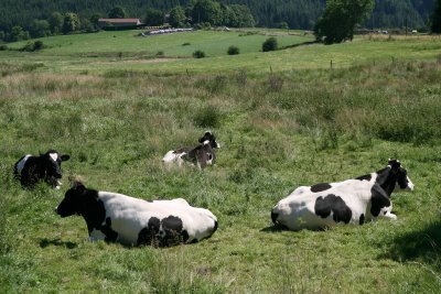 Montregard, Vaches (c) Yves Traynard 2008