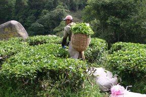 Cameron Highlands, Cueilleurs de thé (c) Yves Traynard 2007