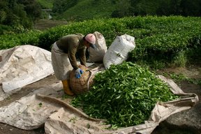 Cameron Highlands, Cueilleurs de thé (c) Yves Traynard 2007