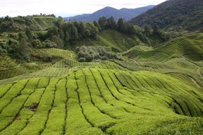 Cameron Highlands, Plantation de thé (c) Yves Traynard 2007