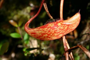 Cameron Highlands, Plante carnivore (c) Yves Traynard 2007