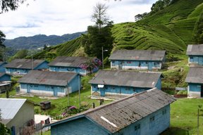 Cameron Highlands, Logements des ouvriers agricoles (c) Yves Traynard 2007