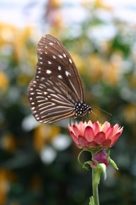 Cameron Highlands, Papillon (c) Yves Traynard 2007