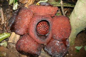 Cameron Highlands, Rafflesia (c) Yves Traynard 2007