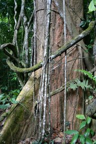 Cameron Highlands, Tronc et lianes (c) Yves Traynard 2007