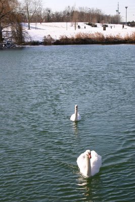 Créteil, cygnes sur le lac (c) Yves Traynard 2006