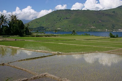 Lac Toba, Rizières (c) Yves Traynard 2007