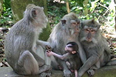 Ubud, Forêt sacrée des singes (c) Yves Traynard 2007