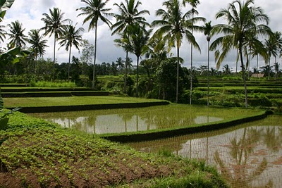 Ubud, riziere (c) Yves Traynard 2007