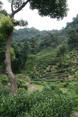 Hangzhou, Plantation de thé (c) Yves Traynard 2009