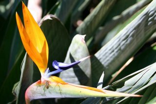 Alger, Jardin Marego, Strelitzia de la Reine (c) Yves TRAYNARD 2004