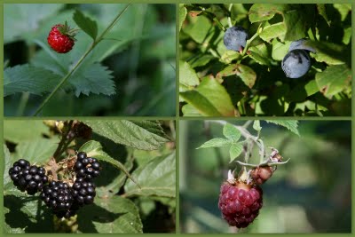 Montregard, fruits des bois (c) Yves Traynard 2009 