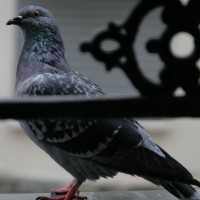 Pigeon