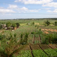 Urban Farming in Africa