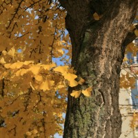 Le ginkgo des Envierges