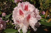 Des rhododendrons pour Edouard Vaillant