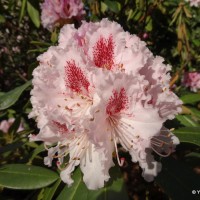 Des rhododendrons pour Edouard Vaillant