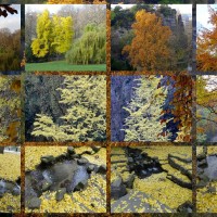 Automne aux Buttes Chaumont