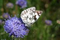 Bleuets pour une fête nationale